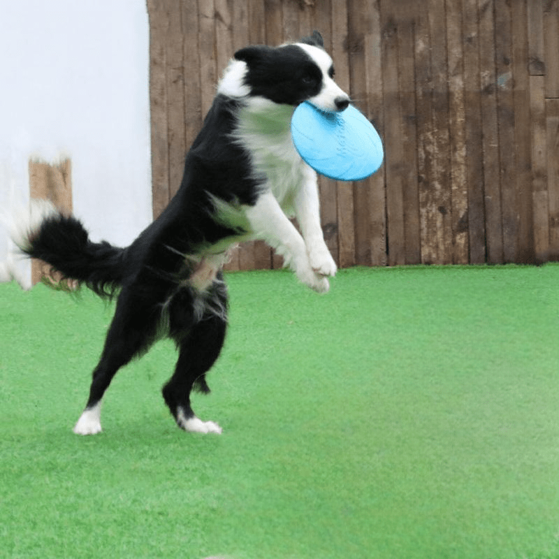 Frisbee Chien - FlyingDiscToys™ - Bleu